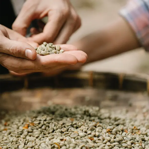 Green Coffee Beans - Image 2